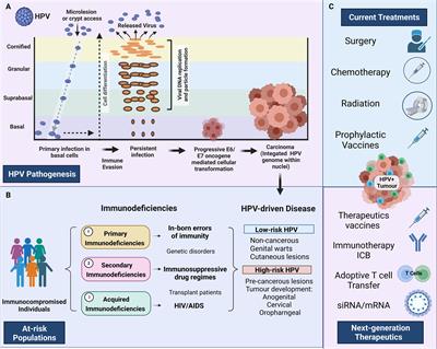 Human papillomavirus in the setting of immunodeficiency: Pathogenesis and the emergence of next-generation therapies to reduce the high associated cancer risk